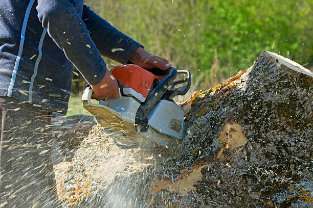 Best Tree Trimming and Pruning  in Audubon Park, KY